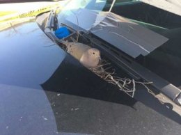 Гнездо голубя в полицейской машине